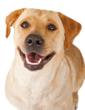 Bimini Pet Health Will Be Exhibiting at the Del Sur Kennel Club, AKC...